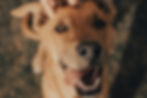 Happy brown dog with tongue out being petted on the head. Blurry outdoor background, warm tones, joyful mood.