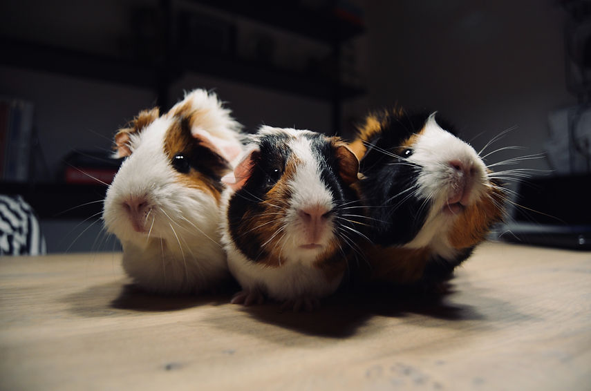 Pet Sitting