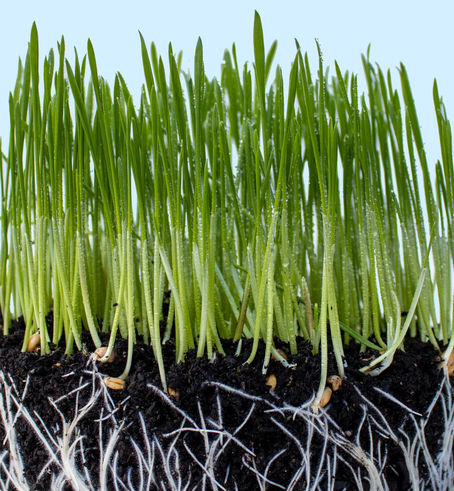 Plant Communication: Common Mycorrhizal Networks (CMNs)