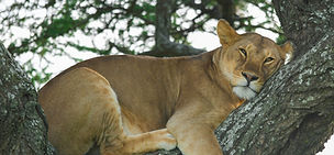 Lion spotted on a tree in Serengeti and Ngorongoro safari from Zanzibar