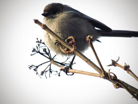 Bushtits: The Tiny Fluffy Cloud Birds That Travel in Squads 😭☁️