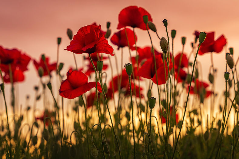 Image de Bart Ros