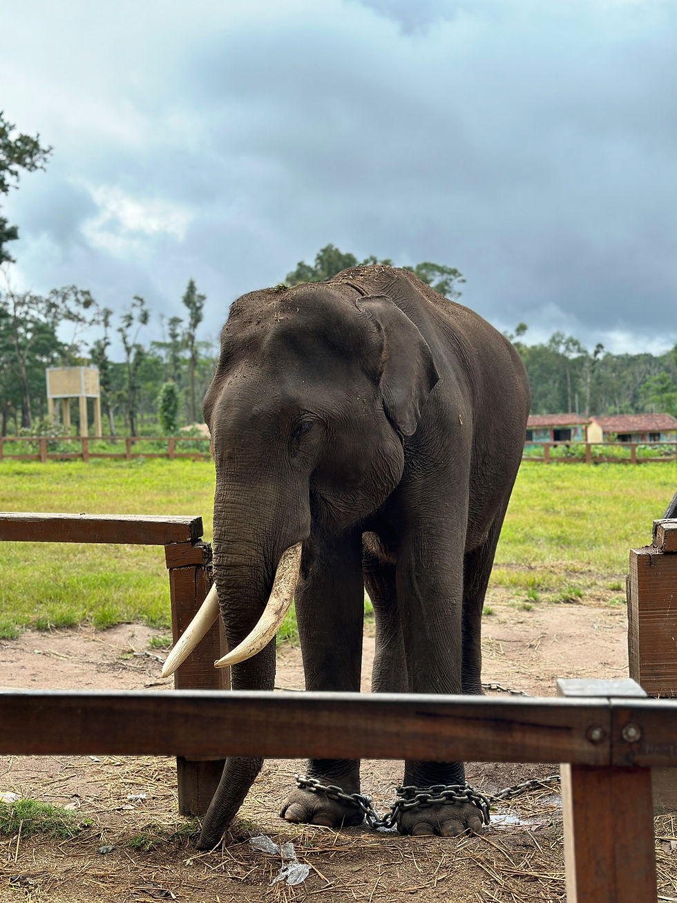 Imej kecil: Coorg