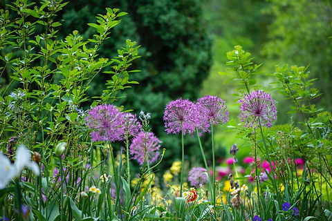 Allium bulbs in early summer