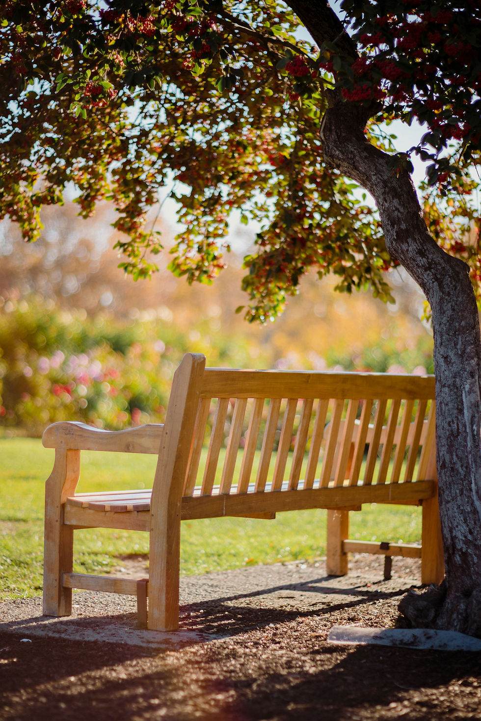 Empty wooden bench beneath an autumn tree in warm sunlight.