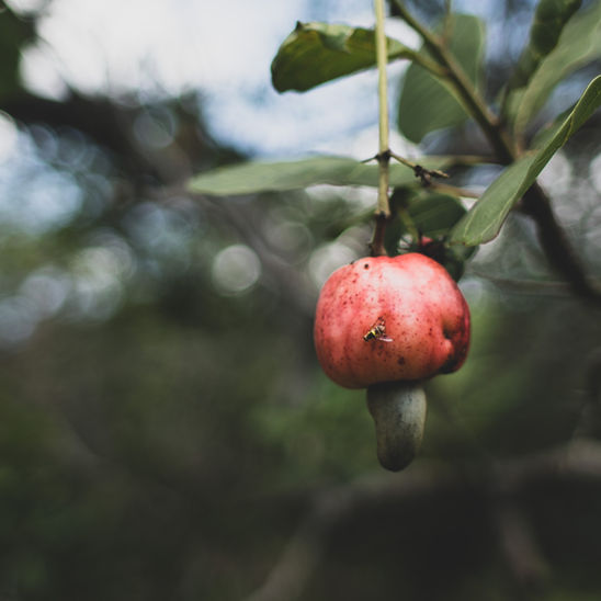 Tapping into Tradition: Reviving Ancient Indian Alcoholic Beverages