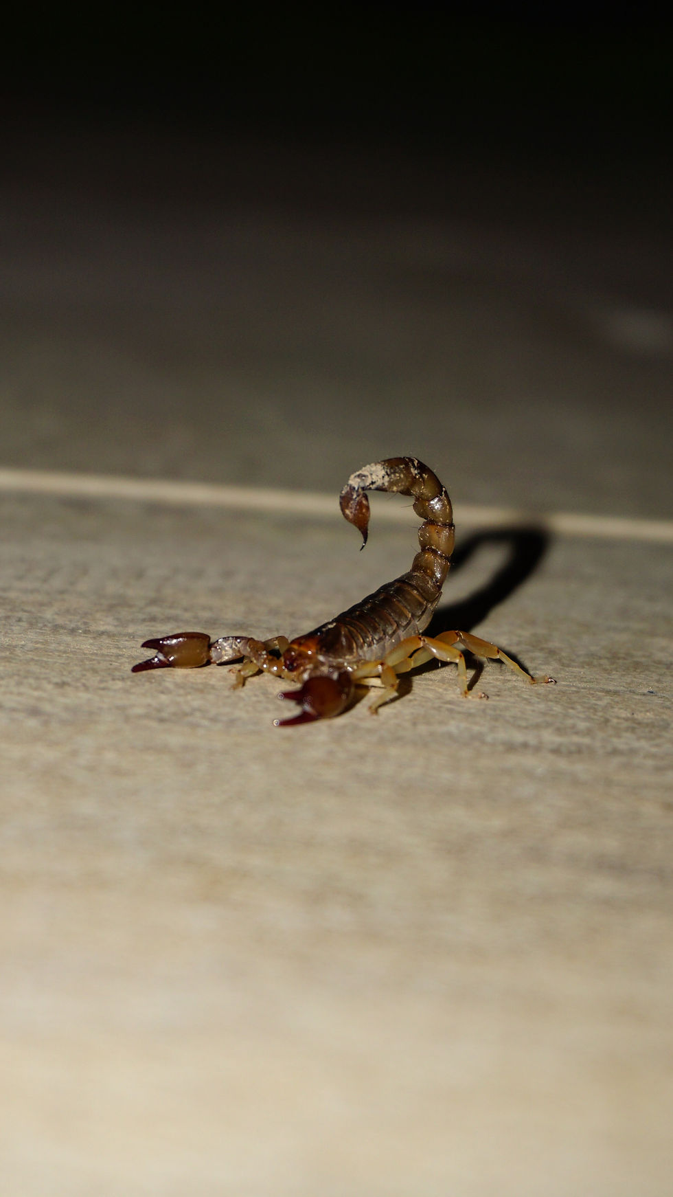 How Scorpions Get Inside—and What to Do About It With Prevention Tips That Work