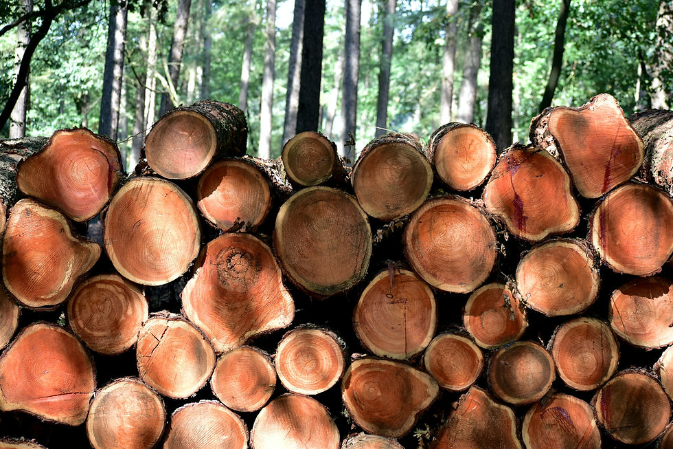 cut trees as the first stage of a product life cycle