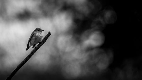 The Sparrow Works designed by Timuçin Orhon Design.