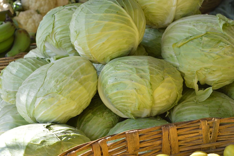 Weißkraut Krautköpfe
