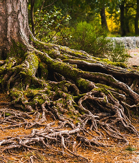 Image by Eilis Garvey