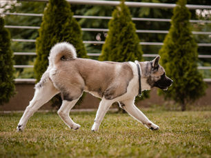 L'Akita américain