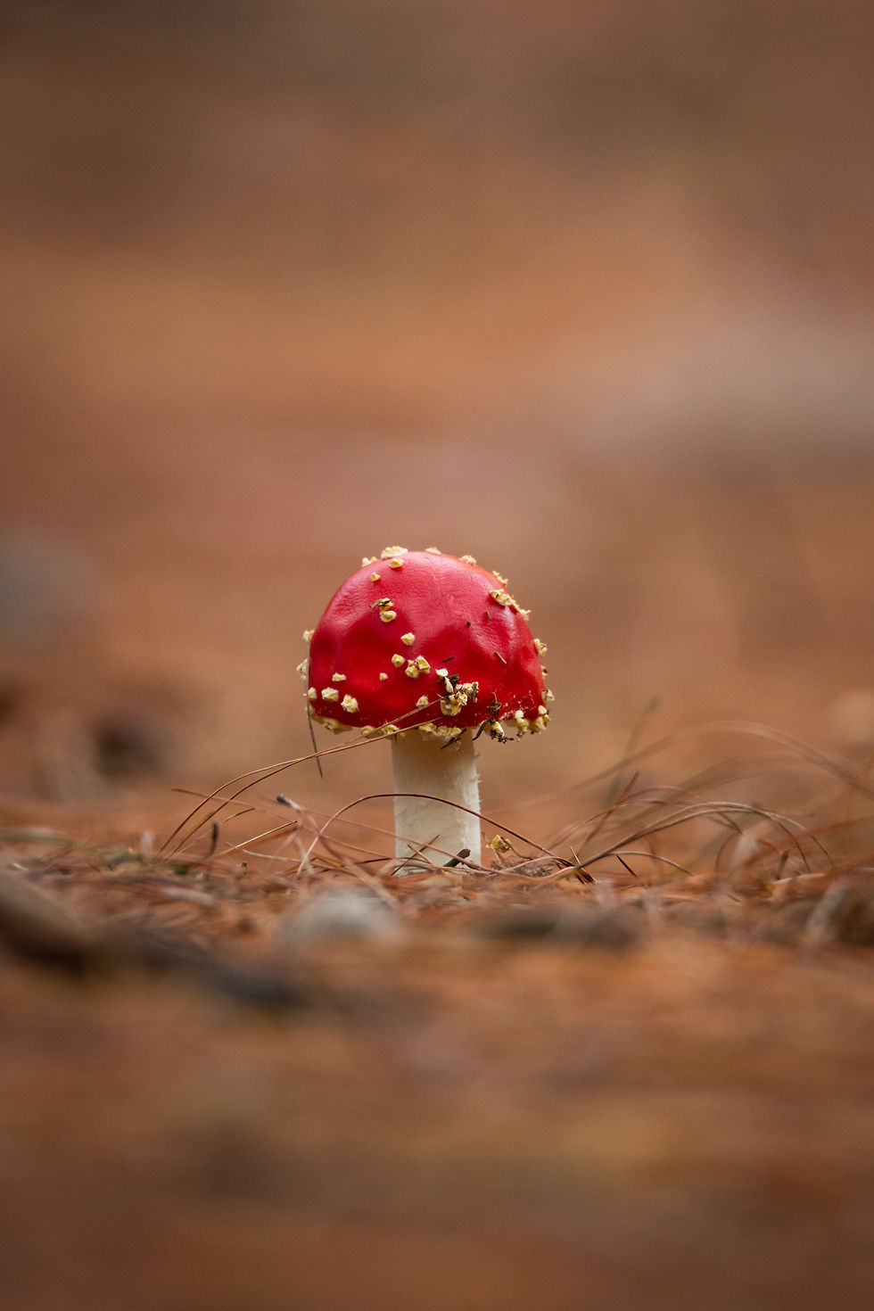 Image by Karthikeyan Chinnathamby