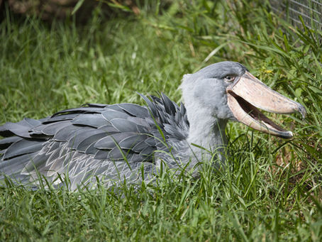 Why Seeing Rare Wildlife in the Wild Matters