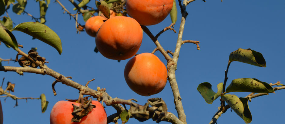Persimmon:  The Divine Fruit 