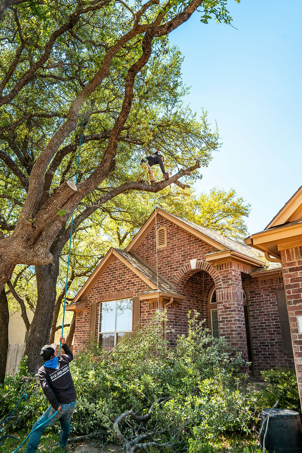 Man climbs tree with chainsaw while another holds a rope below. Brick house in background, fallen branches around, sunny day.