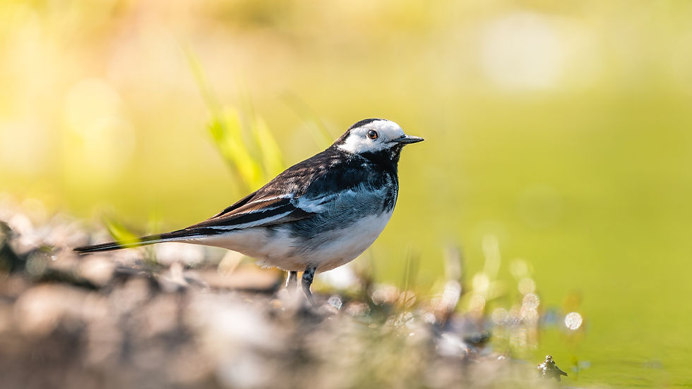 Image by bunting wild photography