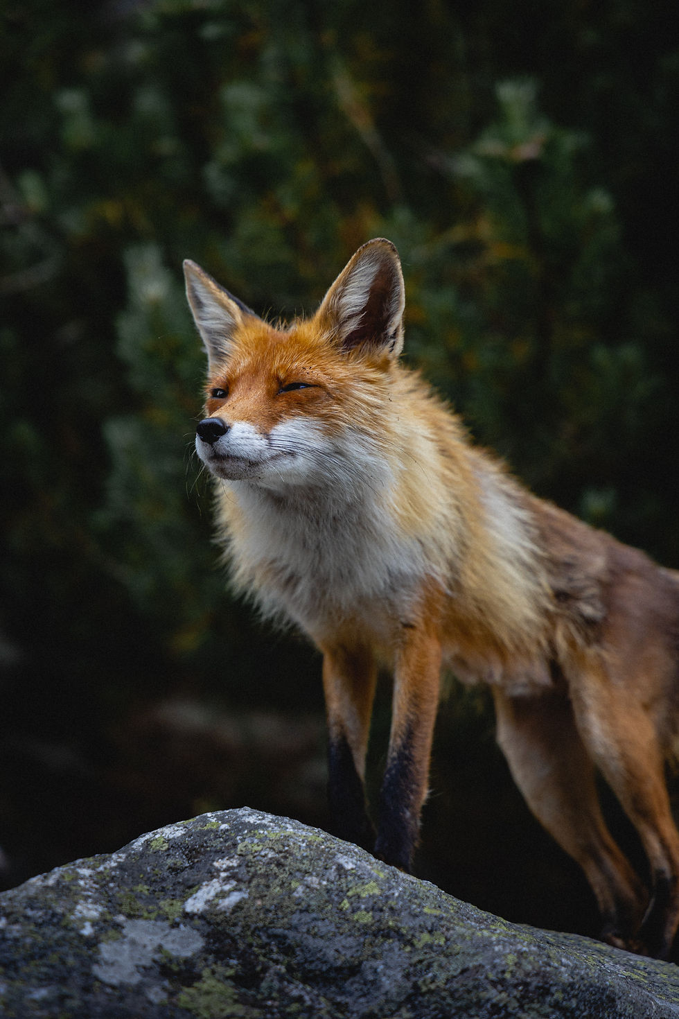 Fox