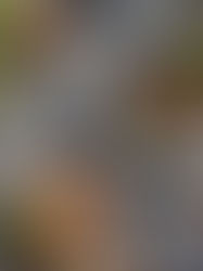 Sandwich Tuesday: Smørrebrød – Offene Sandwiches voller Geschmack