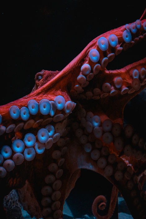 a close up of a red octopus with blue tentacles