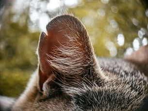 Oreille d'un chat