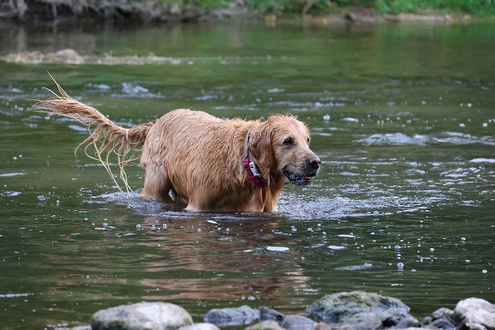 Happy dog enjoying the lake in summer