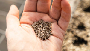 Thankful Thursdays (0-4yrs) Seeds!