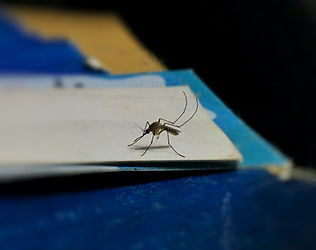 Image by Mithil Girish
