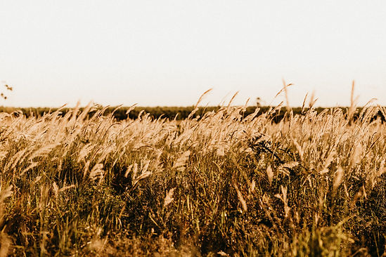 Image by Jonathan Borba