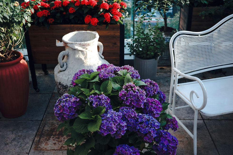 Purple hydrangeas and red flowers on a sunny patio beside a white metal chair and rustic urn planter.