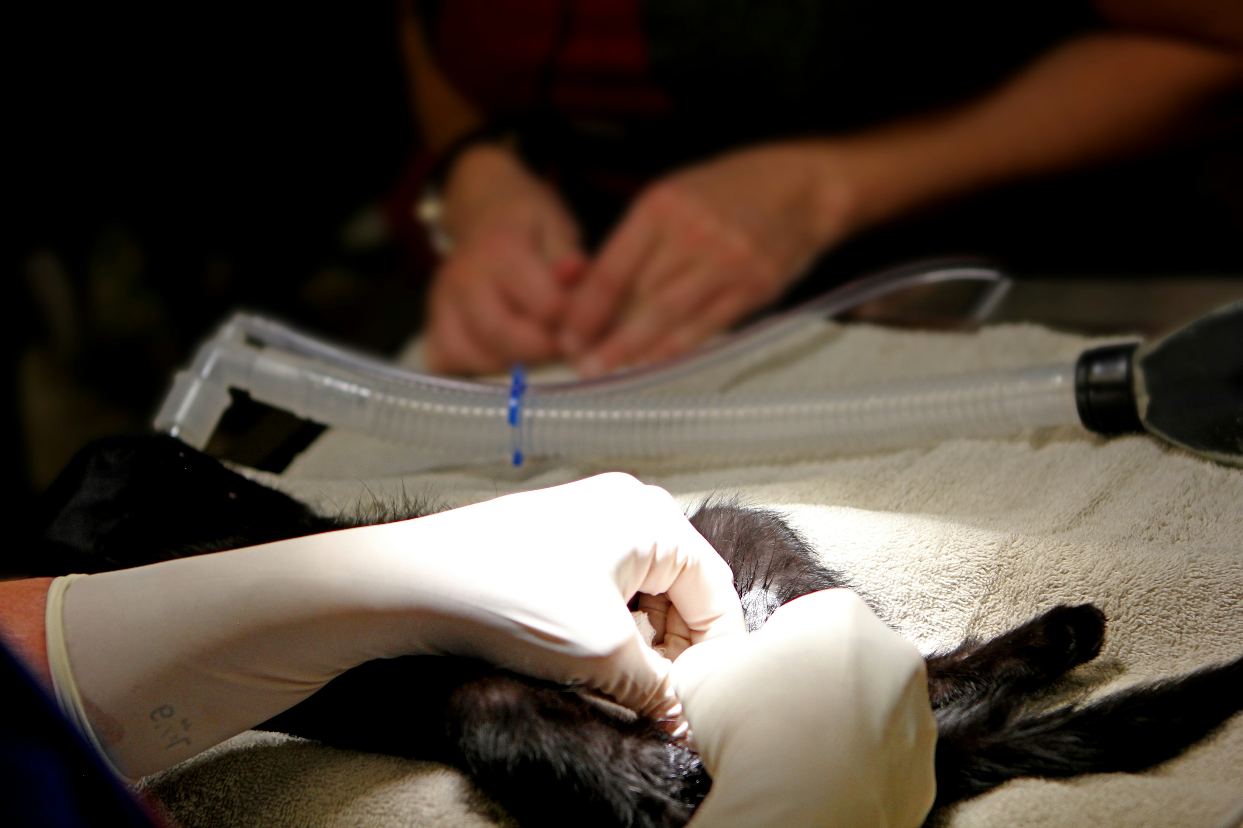 A community pet receiving preventive veterinary care