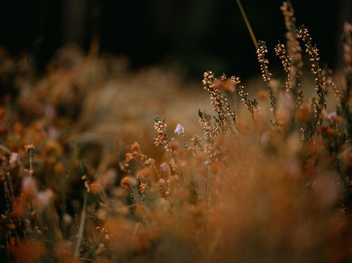 Image by Annie Spratt