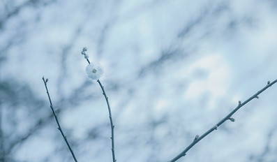 Image by Arctic Qu