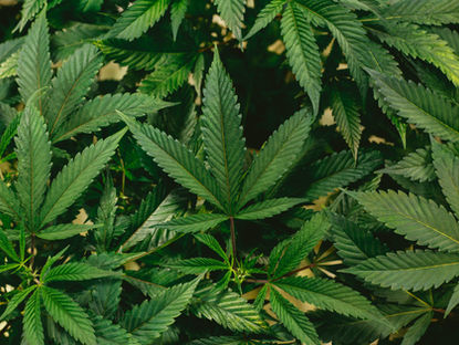 Medical Marijuana and the Workplace