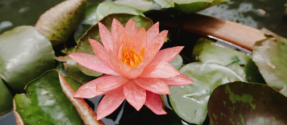 A Few Notes about BIOMIMICRY