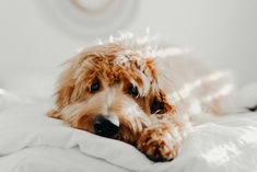 Don't Forget the Pupnup
