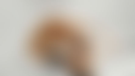 Stérilisation d'un chien ou castration