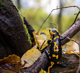 Image by Zdeněk Macháček