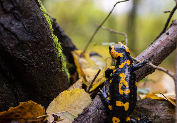 WORD POSTDOC BIJ WILDLIFE HEALTH GHENT