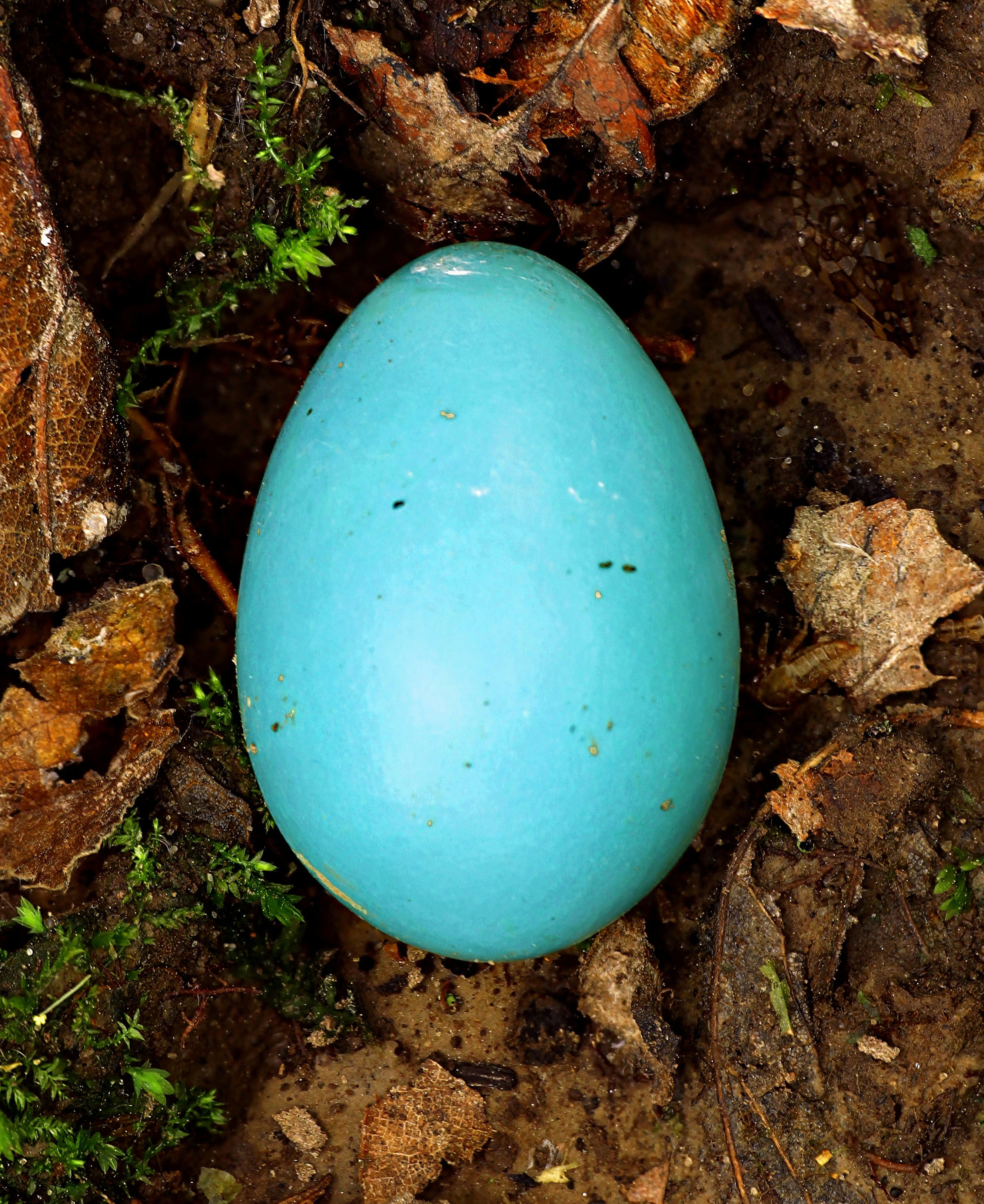 Chicken Blue Egg Gene Test