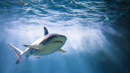 Gulf Shores Shark Attacks (2026 Report)