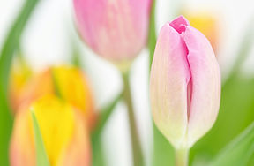 pink tulips