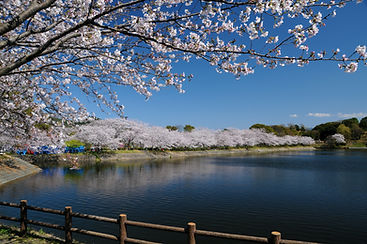 Cherry blossoms over a lake