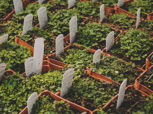 Urban Garening mit Microgreens
