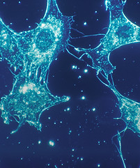 Image by National Cancer Institute