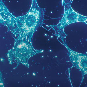 Cells and Organelles: From the Membrane to the Nucleus