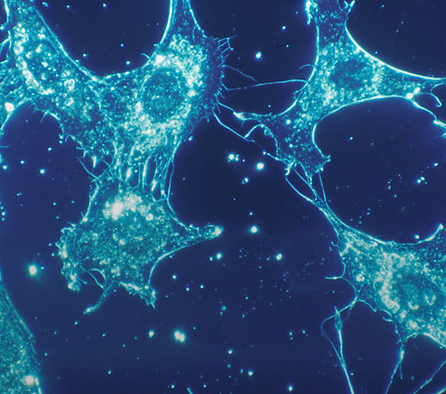 Image by National Cancer Institute
