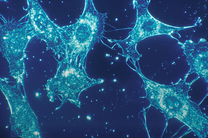 Image by National Cancer Institute
