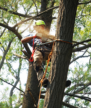 Image by LaRon Rosser