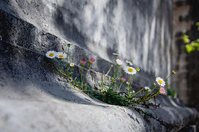 Image by Sandra Grünewald
